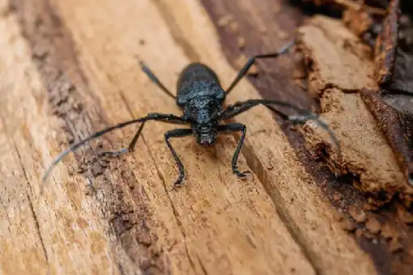 شركة رش سوس الخشب 10 طرق مبتكرة للتخلص من سوس الخشب